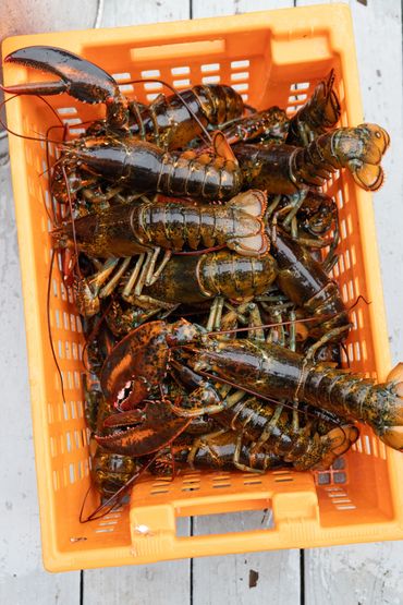 an orange tote full of Maine lobsters