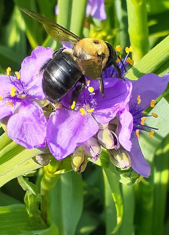 Bee on Spiderwort