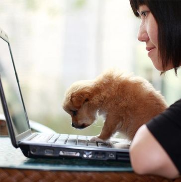 Virtual puppy training.