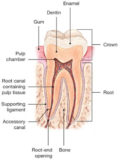 Diagram of root canal structures.