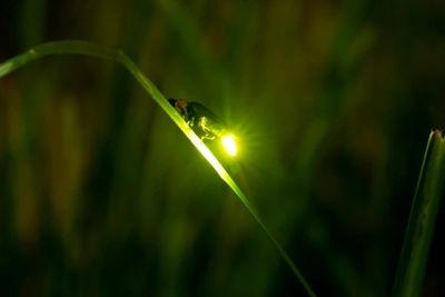Firefly.