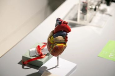 Model of the heart is used to teach 3D view of heart in circulatory system at DDEC