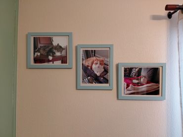 Three framed photos of cats on a beige wall with blue frames.