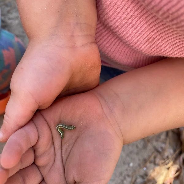 child's hands holding caterpillar