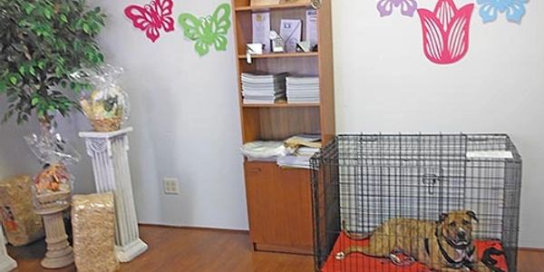 A dog rests inside a cage on a red mat in a decorated room.