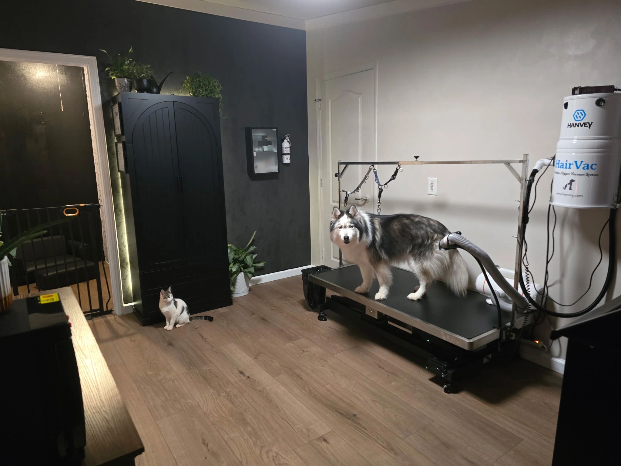 Dog and cat in a pet grooming room.