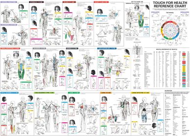 Visual guide for massage therapists