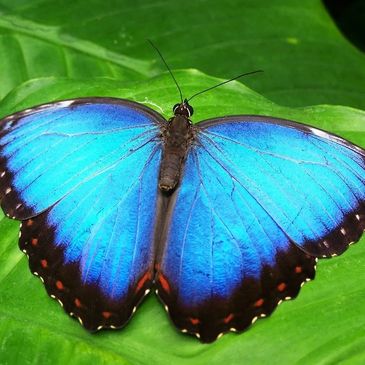 Bright blue butterfly on a green leaf.