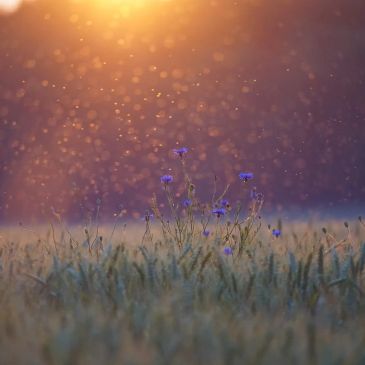 Wildflowers in a sunlit field at dawn.