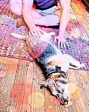 Person petting a relaxed dog on a colorful rug indoors.