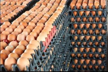 Stacks of eggs in trays.