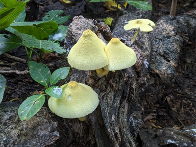Sulphur-cap, Seychelles