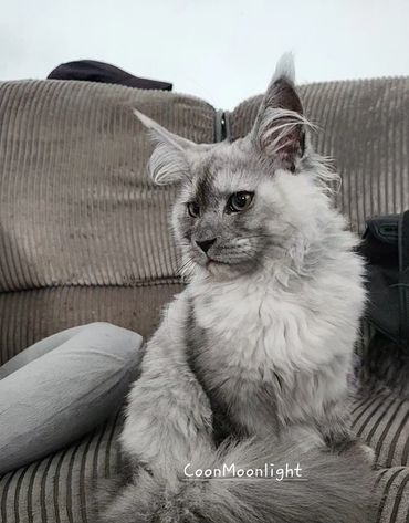 CoonMoonlight Mademoiselle Pivoine