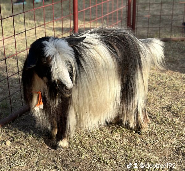 Miniature Silky Fainting Goat