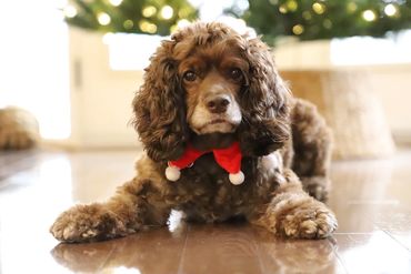 Very cute dog