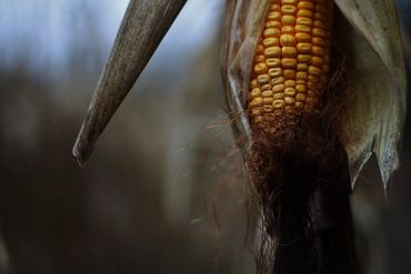Corn in nature