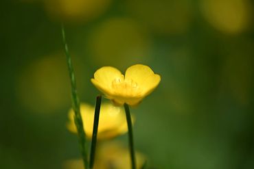 Colourful flower