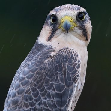 Bird of prey