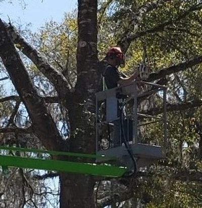 PLC Tree Service tree trimming with lift