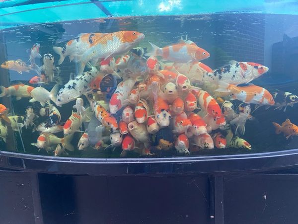 beautiful colored koi carps in aquarium
