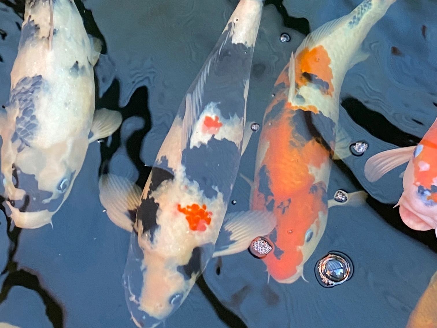 beautiful colored koi carps in pond