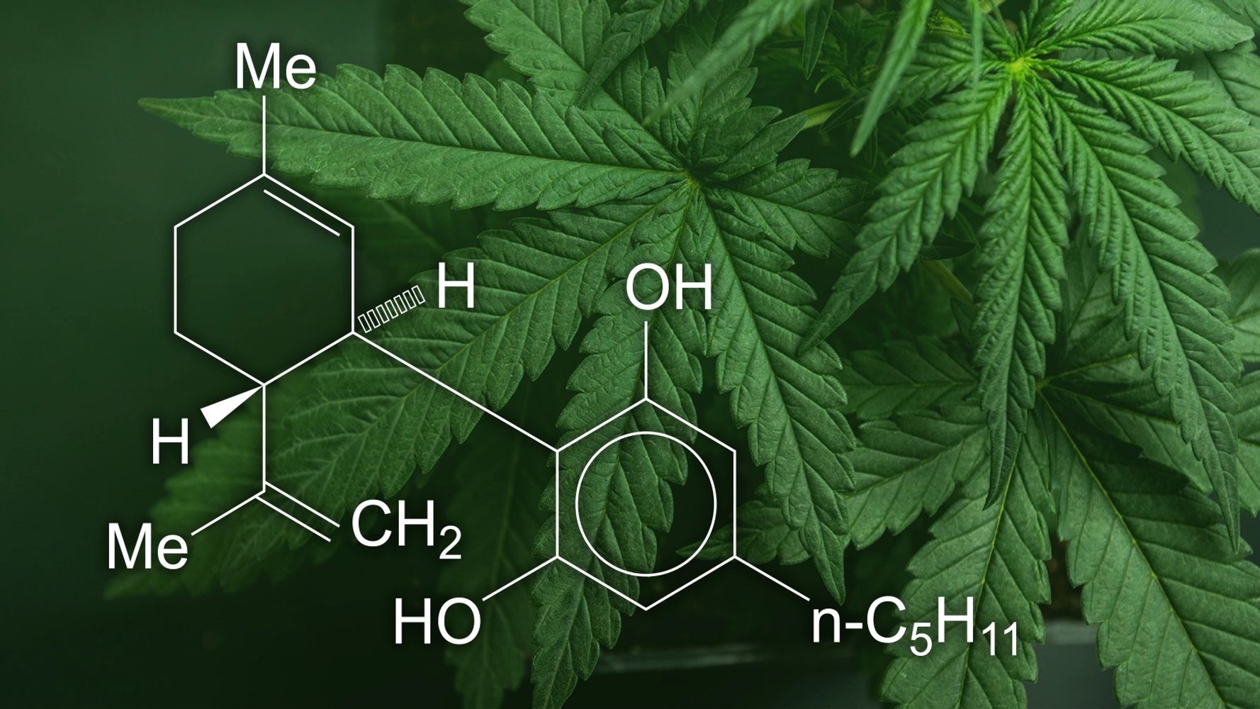 CBD may lessen anxiety, insomnia, chronic body pain, migraines, headaches, seizures, fibromyalgia