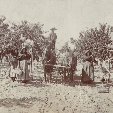 Catawba Peach Harvest