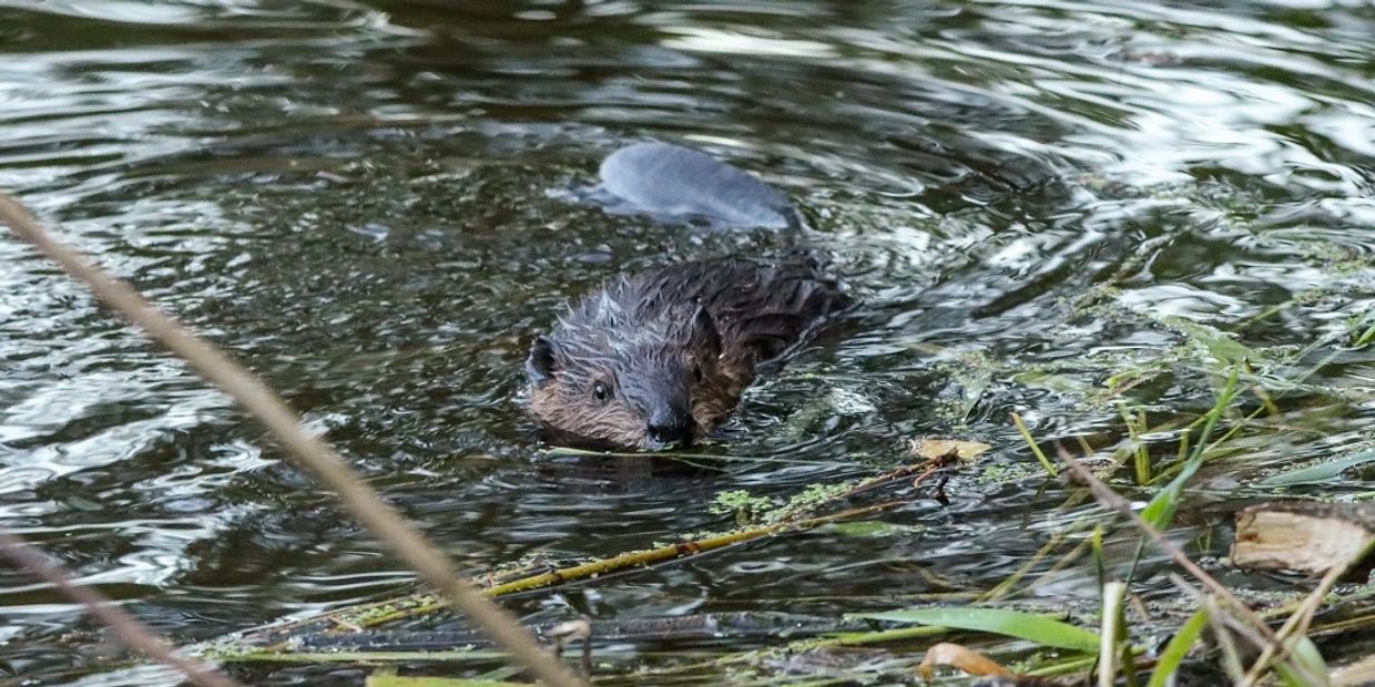 beaver kit swimming near aquatic vegetation, photo by Jen Vanderhoof