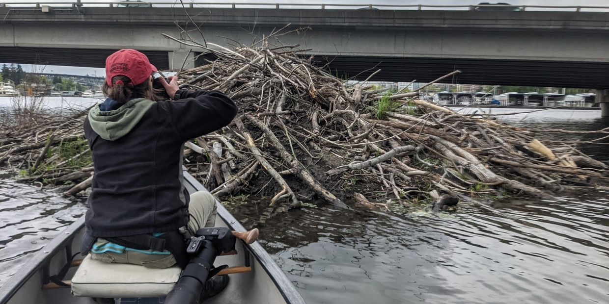 person in boat taking a photo of a large beaver lodge