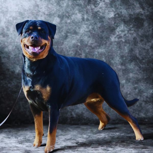 ADRK-line foundation dam Gretta Von Ruelmann at Vom Hause Aarup German Rottweiler breeding program