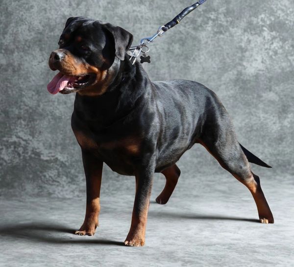 confident rottweiler
stable temperament rottweiler
rottweiler with high drive