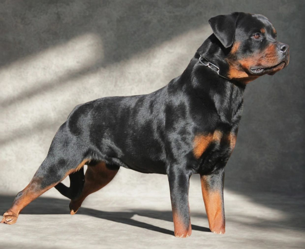 ADRK stud Popey Vom Wiesental showcasing muscular build at Vom Hause Aarup in Tennessee