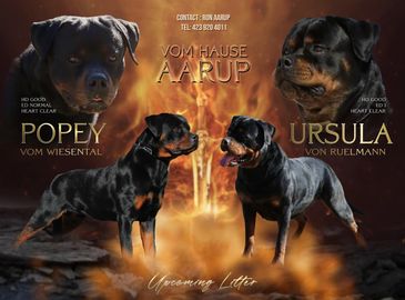 Two Rottweilers, Popey and Ursula, showcased against a fiery background.