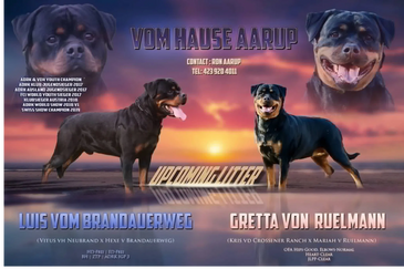 Two Rottweilers with contact info and upcoming litter announcement at sunset.