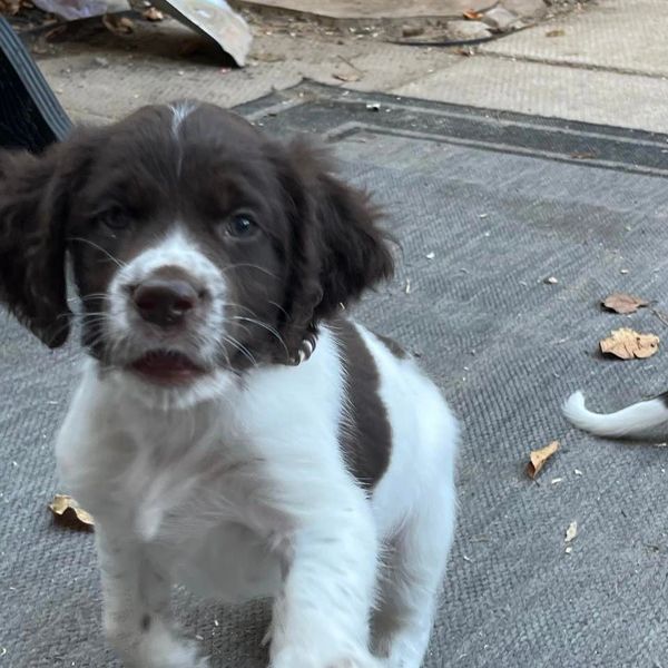 Cute puppy for sale Ontario, Toronto.