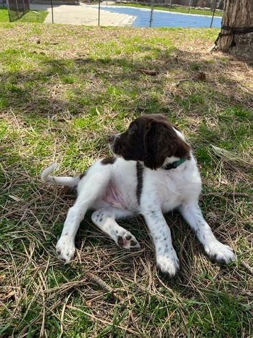 Cure puppies are running on the grass in Toronto Ontario Canada. They are ready for adoption. Friend