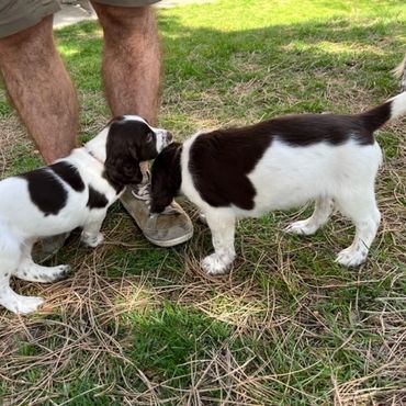 Cure puppies are running on the grass in Toronto Ontario Canada. They are ready for adoption. Friend