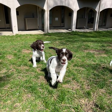 Cure puppies are running on the grass in Toronto Ontario Canada. They are ready for adoption. Friend