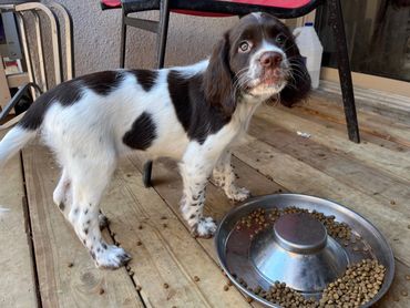 Cure puppies are running on the grass in Toronto Ontario Canada. They are ready for adoption. Friend