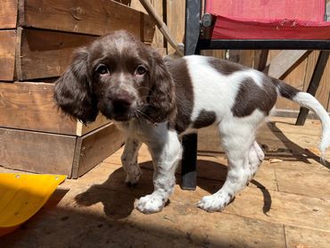 Cure puppies are running on the grass in Toronto Ontario Canada. They are ready for adoption. Friend