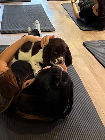 Cure puppies are running on the grass in Toronto Ontario Canada. They are ready for adoption. Friend