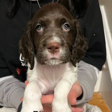 agility training
	
dog agility
 +22%			
	
dog agility training near me
	
dog agility equipment