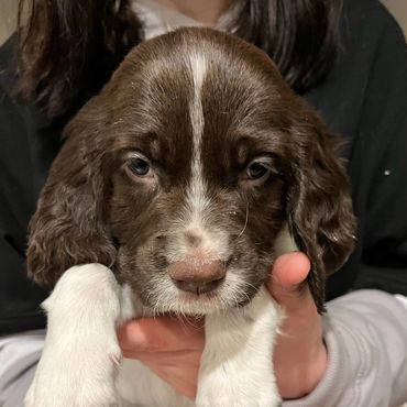 kennel ontario
	
willowbrook kennel ontario
	
riverbend kennel ontario
	
willowbrook kennel ontario