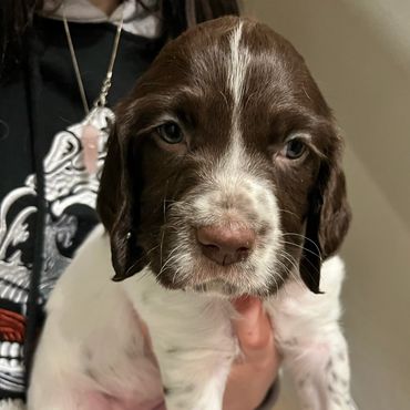 dog for sale Ontario, kijiji, puppy for sale, puppy, family, family dog, dog for agility, best frien