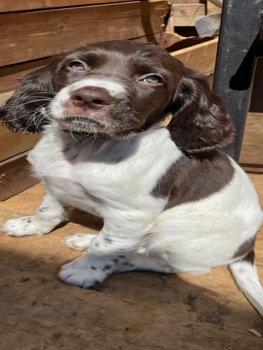 Cure puppies are running on the grass in Toronto Ontario Canada. They are ready for adoption. Friend
