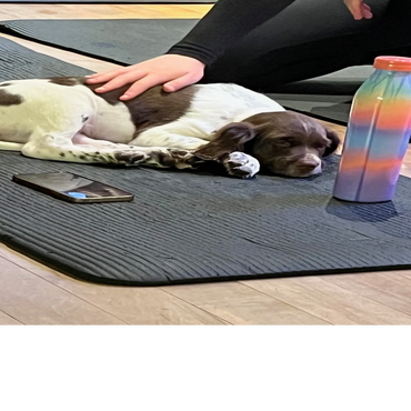 Cure puppies are running on the grass in Toronto Ontario Canada. They are ready for adoption. Friend