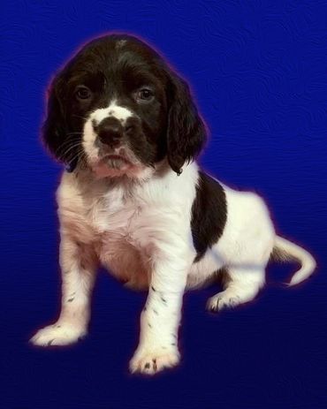 This french spaniel puppy is called blue. the puppy is for sale.