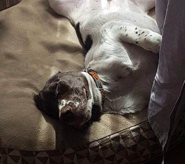 A french spaniel puppy is sleeping on her back.