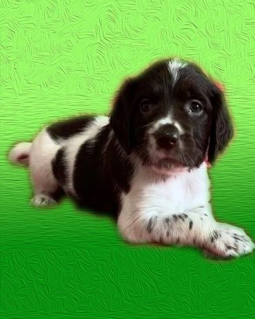 This little french spaniel puppy is for sale.