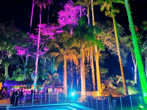 Palm trees illuminated in vibrant colors at night beside a pool.